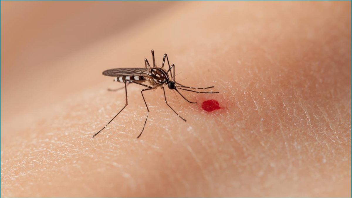 প্রচ্ছদ 177 প্রচ্ছদ