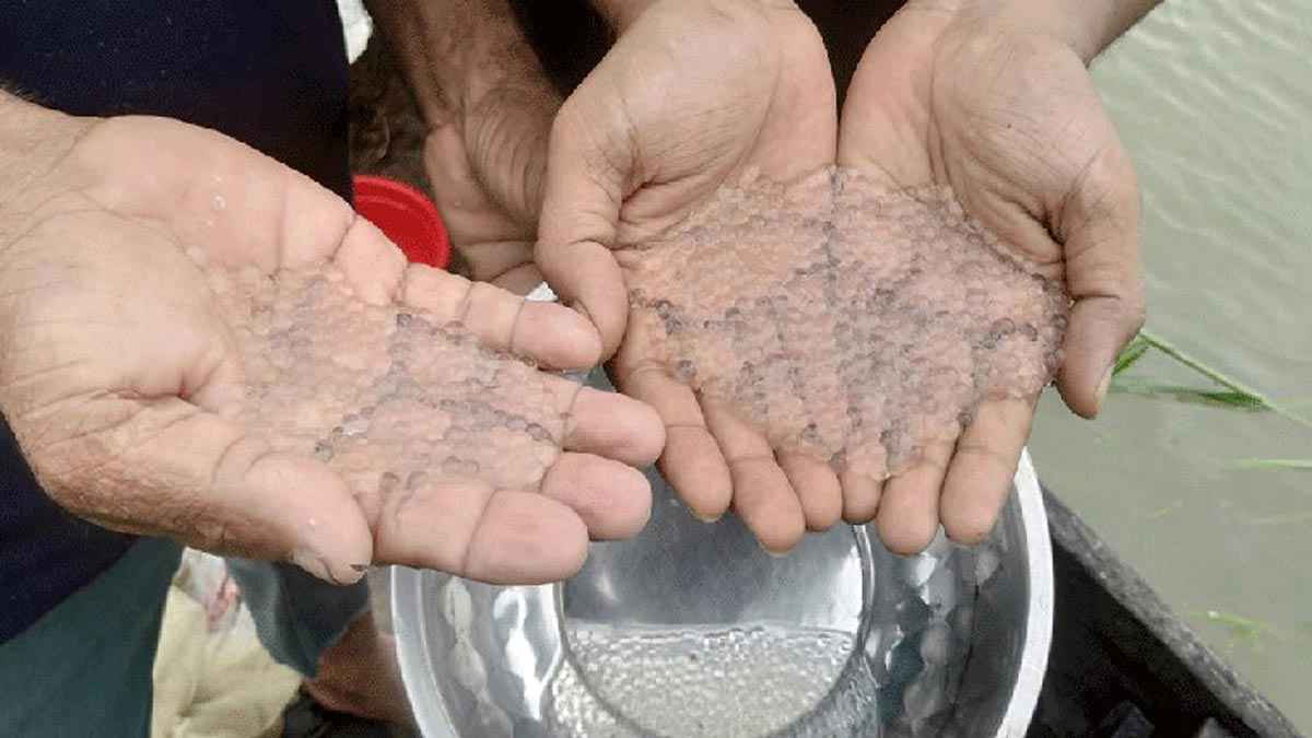 প্রচ্ছদ