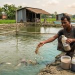 বাংলাদেশে মাছ চাষে ক্ষতিকর কৃত্রিম হরমোন ও রাসায়নিকের ব্যবহার