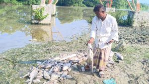 প্রচ্ছদ 52 প্রচ্ছদ